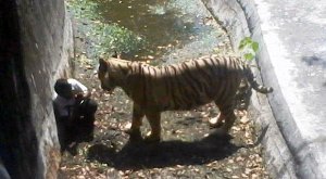 Tigre branco mata jovem em zoológico - VÍDEO