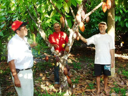 Produção de cacau é recuperada com apoio da agricultura familiar