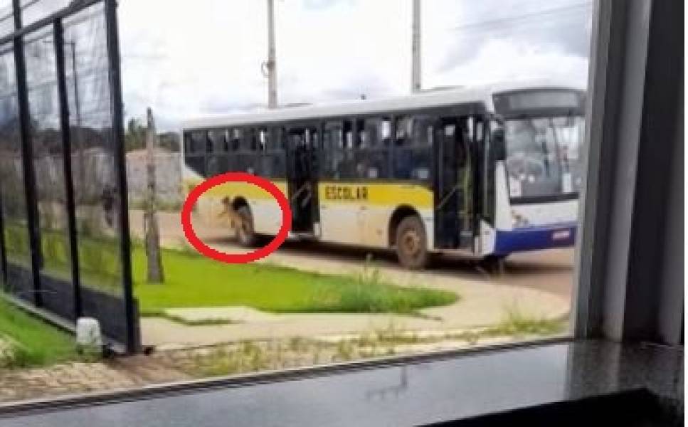 VIRALIZOU: Vídeo mostra cachorro sendo atirado de ônibus escolar