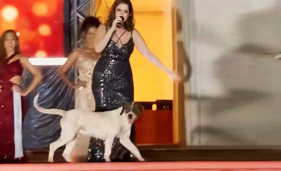 CHARMOSO: Cachorro desfila em evento no Acre e rouba a cena 