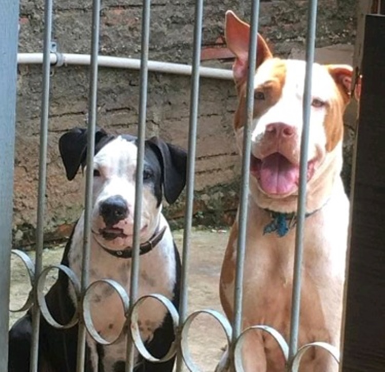 FUGIRAM: Casal de Pitbulls some de residência e deixa donos preocupados