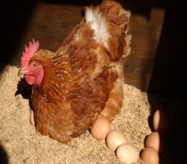 Homem que matou sitiante por causa de um frango vai a júri