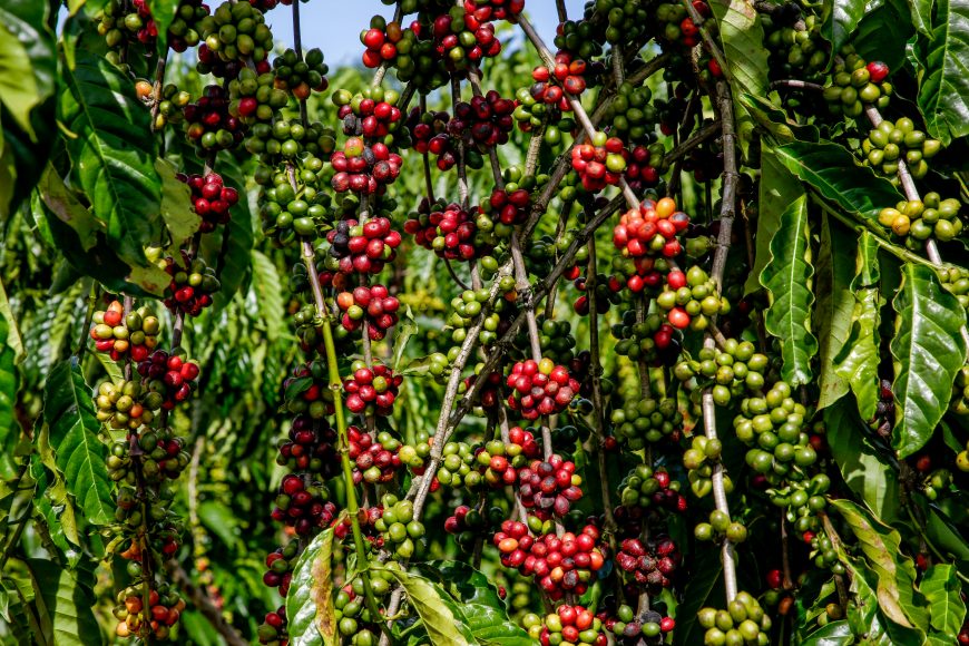 CAFEICULTURA: Governo vai investir R$ 800 mil para incentivar estocagem do café