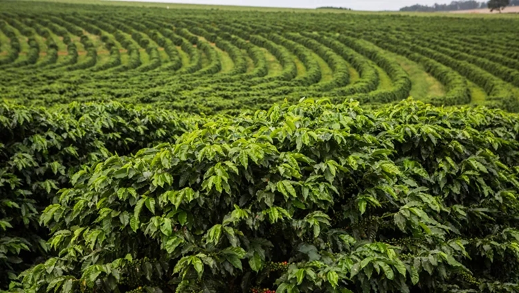 EXPECTATIVA : Risco de geadas em São Paulo e Minas Gerais faz preço do café subir