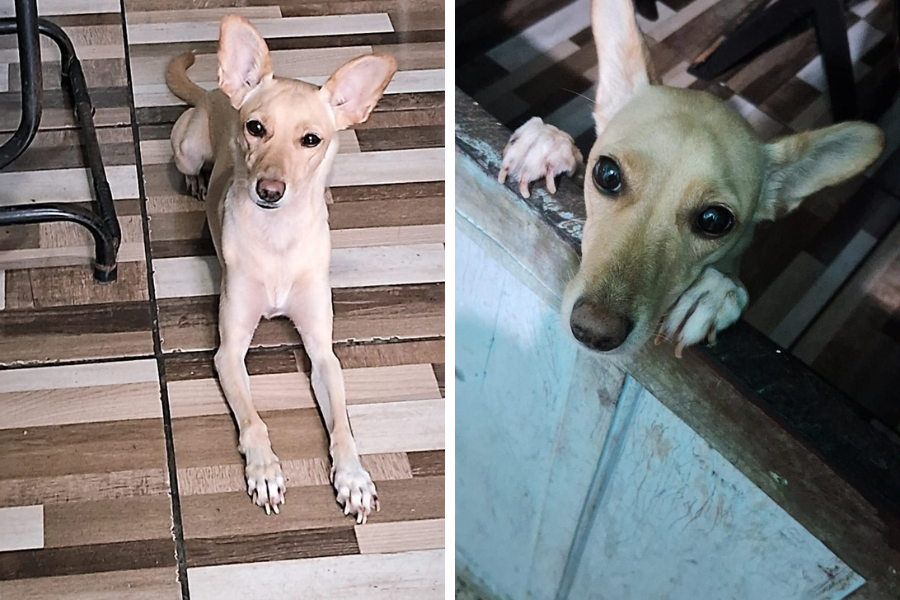 AU AU: ‘É como se fosse minha filha’, diz tutora de cachorrinha desaparecida