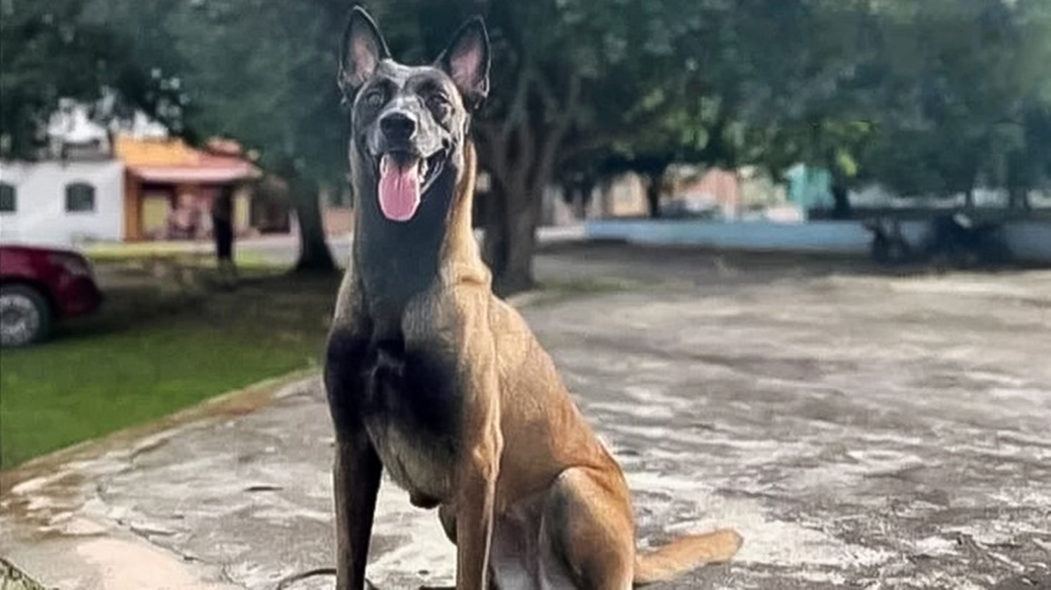 CONFRONTO:  Onça mata cachorro da polícia durante buscas em floresta