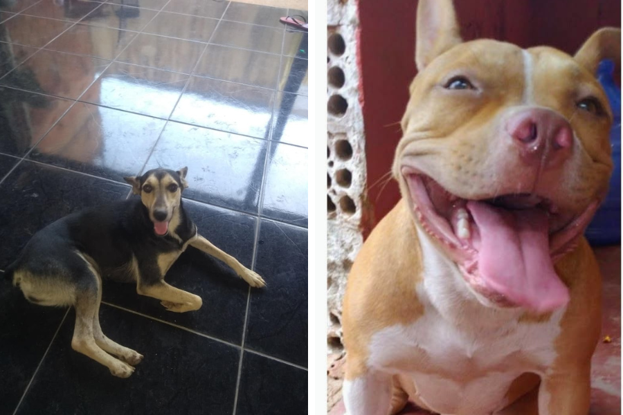 NINA E VERONA: Procura-se cadelas desaparecidas em Porto Velho