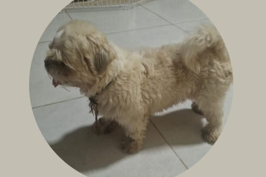 BAIRRO PEDRINHAS: Leitores encontram shih-tzu perdido e buscam por dono 