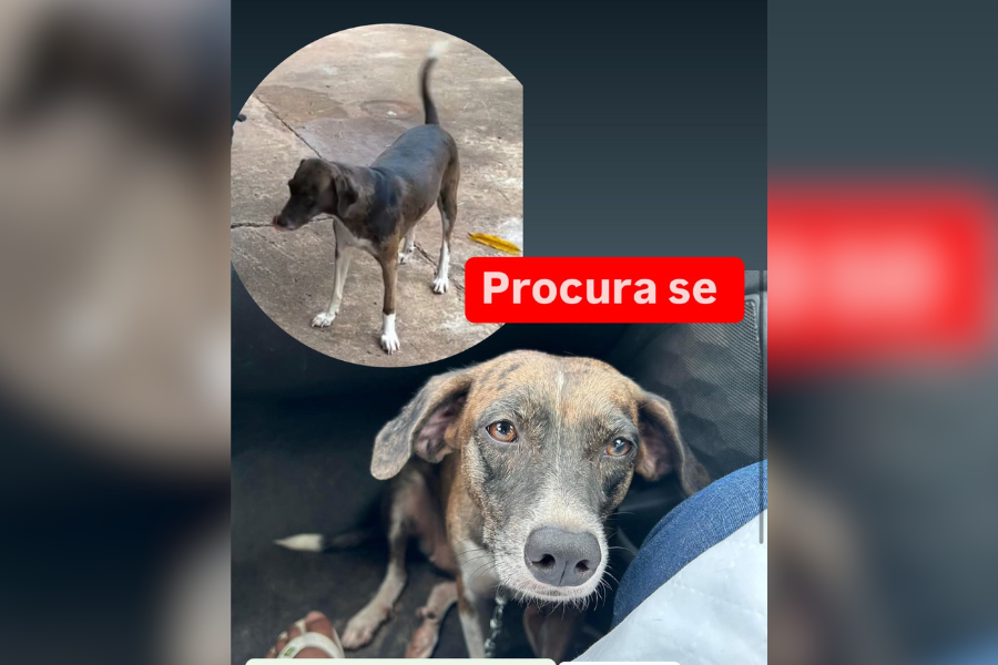 PODE AJUDAR?: Tutora procura por cachorrinha ‘Pirulita’ desaparecida no Aponiã 