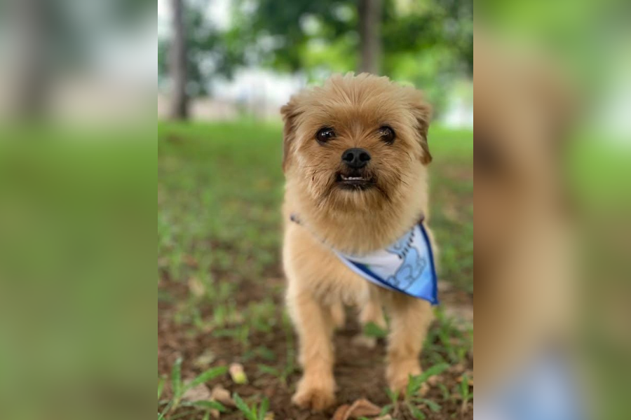 CHEWBACCA: Tutores buscam por cãozinho desaparecido em Porto Velho