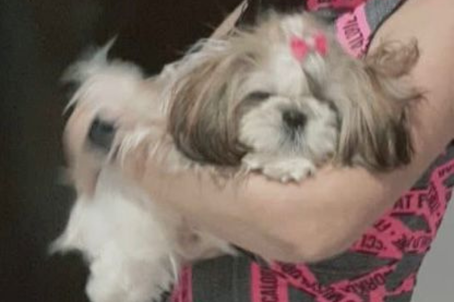 ‘JHENIFER’: Tutora procura por cadela shih-tzu desaparecida em Porto Velho