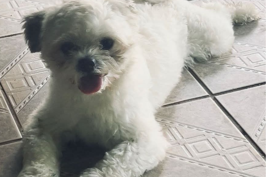 É SEU?: Leitor resgata poodle macho em Porto Velho e procura por tutor 