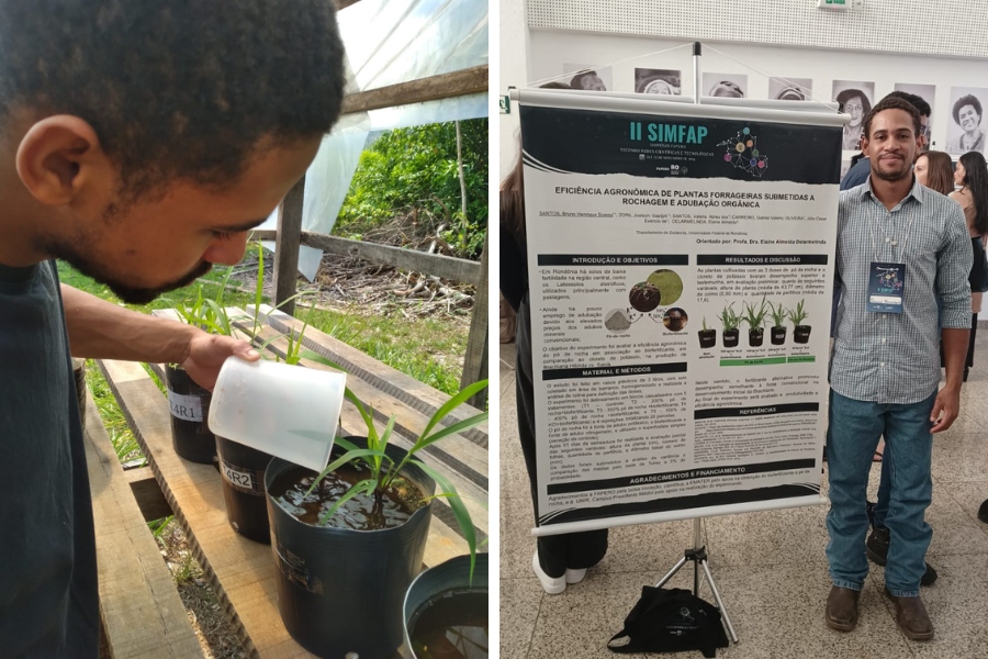 SOLUÇÃO LOCAL: Pesquisa da UNIR descobre que pó de rocha pode baratear adubação de pasto