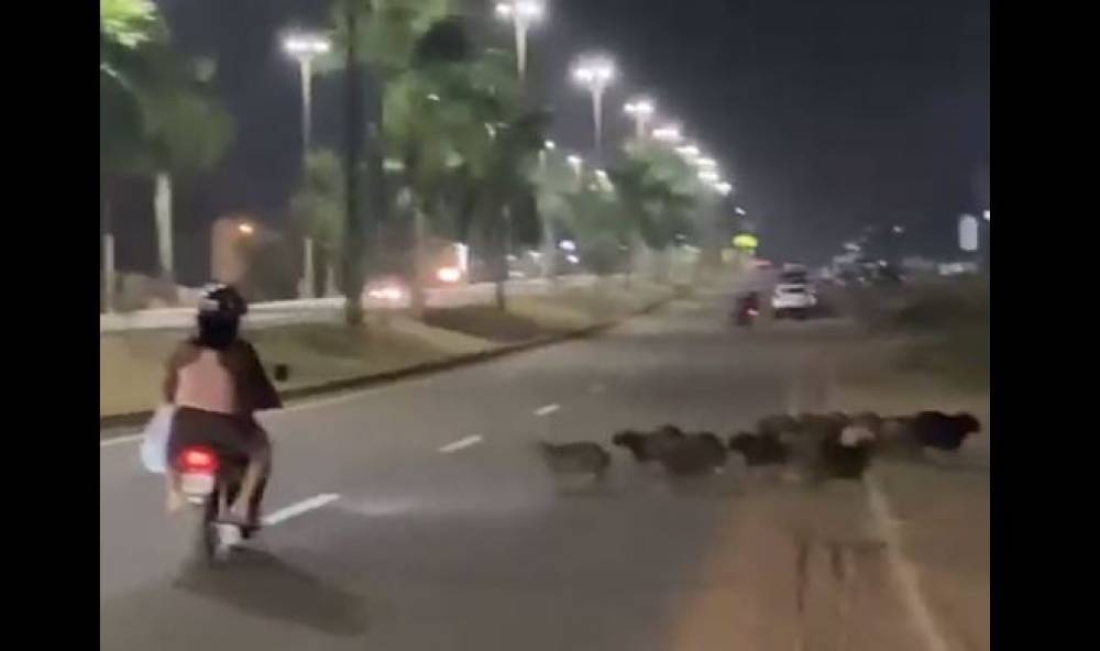VÍDEO: Capivaras tentam escapar de incêndio atravessando ruas de cidade