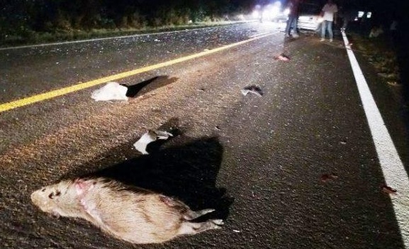 Capivara na pista deixa dois jovens gravemente feridos