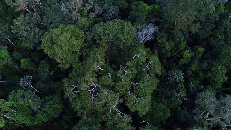 CRIMES AMBIENTAIS: Governo autoriza apoio da Força Nacional ao ICMBio na Amazônia