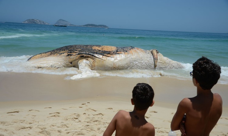 BOA NOTÍCIA: Monitoramento de praias já devolveu à natureza mais de 2,7 mil animais