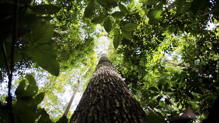 MEIO AMBIENTE: Maioria dos brasileiros está insatisfeita com situação da Amazônia