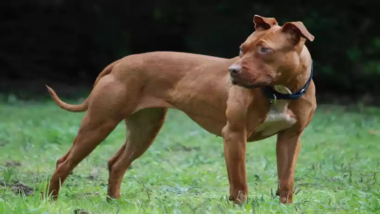 HORROR: Pitbull ataca duas crianças, mata uma e é morto pela Polícia Militar