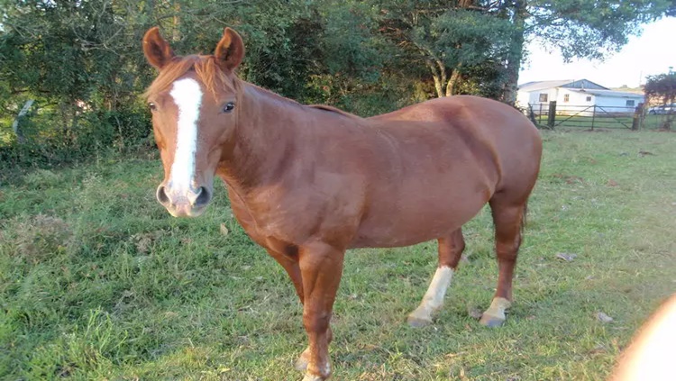 TRAGÉDIA: Jovem cai de cavalo, quebra pescoço e morre em Rondônia