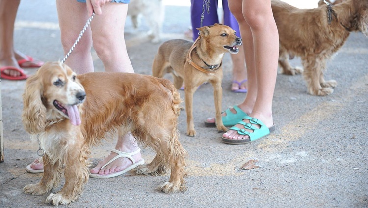 PREOCUPAÇÃO: Tutores de animais de estimação devem ficar atentos a produtos de limpeza