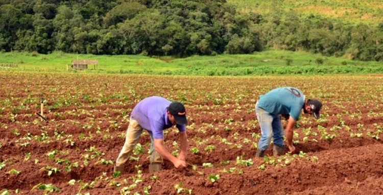 TEMPO: Agricultores podem apresentar projetos ao PAA da Conab até sexta, 03