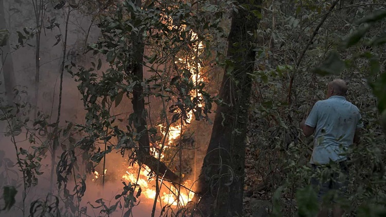 INCÊNDIO: Fogo no Pantanal ameaça maior santuário de onças do mundo