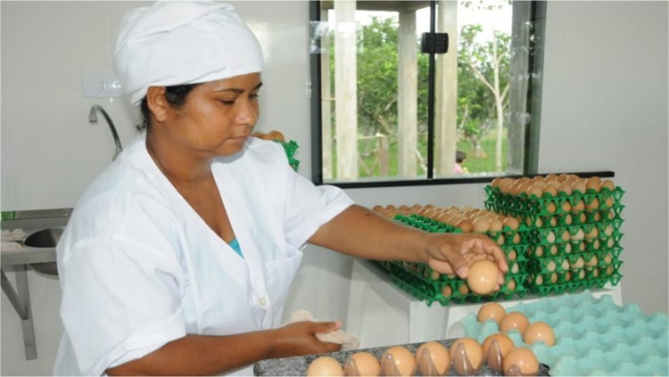 AVICULTURA: Produtores são incentivados com ações para melhorar qualidade