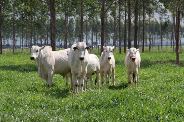 CRESCIMENTO: Embrapa divulga estudo sobre tendências para a cadeia de carne bovina