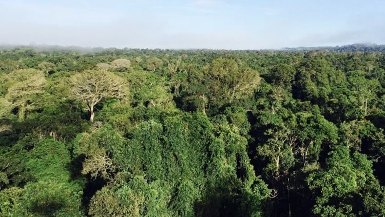 FLORESTA: Manejo florestal por espécies na Amazônia é mais rentável e sustentável