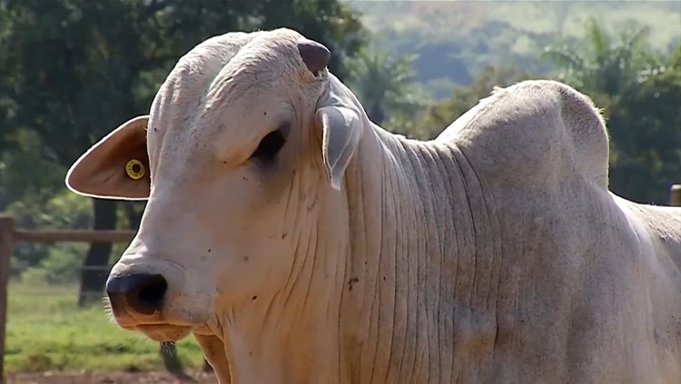 COMERCIALIZAÇÃO: Arroba do boi gordo tem nova alta no preço e chega a R$ 233 em RO