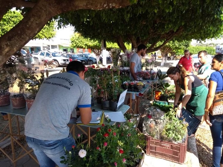 RONDÔNIA: Idaron simplifica cadastro para produtores comerciais e revendedores de plantas ornamentais