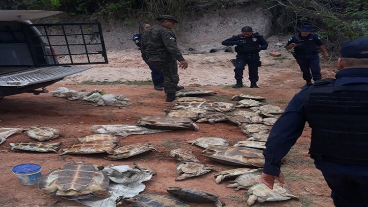 OPERAÇÃO TÉRMINUS: Mais de 50 tartarugas são resgatadas e devolvidas à natureza 