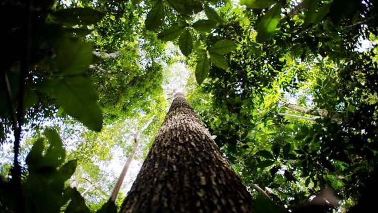 DESPACHO: Ibama revoga regras sobre licenciamento ambiental