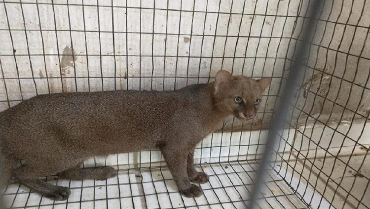 BOA NOTÍCIA: Ameaçado de extinção, gato-mourisco é capturado e devolvido à natureza