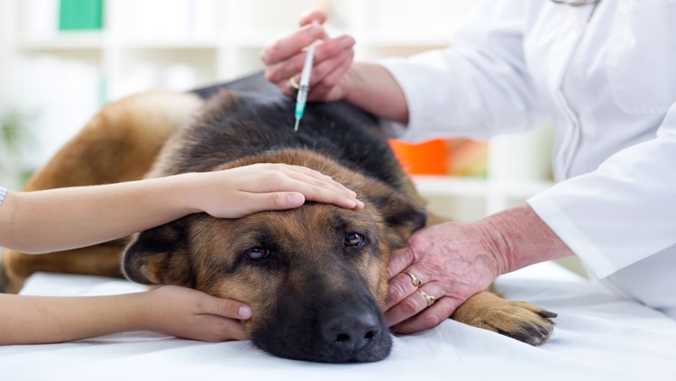 JARU: Campanha de vacinação antirrábica para cães e gatos acontecerá novamente