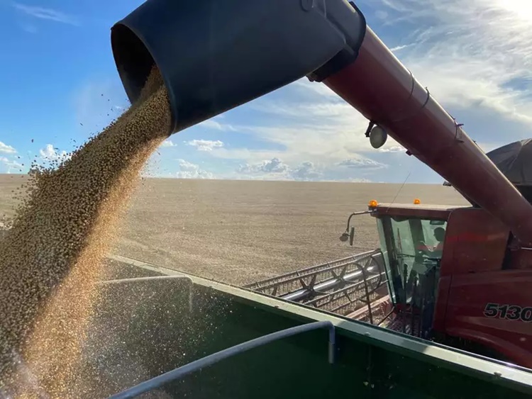 LIDERANÇA: Brasil retoma posto de maior produtor de soja do planeta