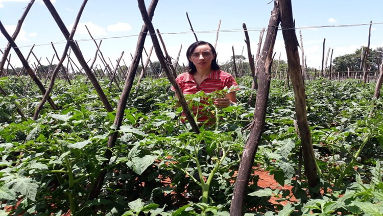 PAA: Mulheres representam 80% dos fornecedores de produtos 