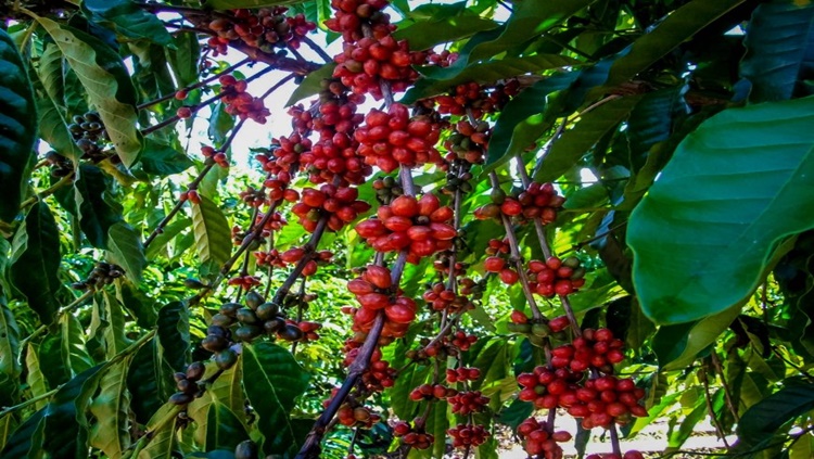 CONCURSO: Cafés de RO concorrem à premiação nacional em duas categorias