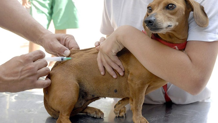 JARU: Campanha de vacinação contra raiva em cães e gatos acontece neste sábado (21)