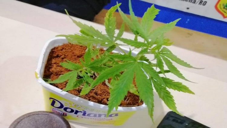 INTELIGÊNCIA: Criança tira foto de ladrões, manda para a PM e trio é preso cultivando maconha