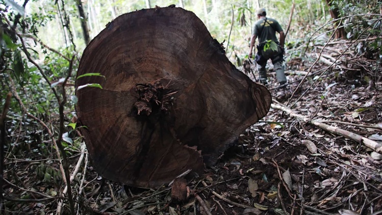 TRISTE: Amazônia tem 14º mês seguido de aumento de desmate