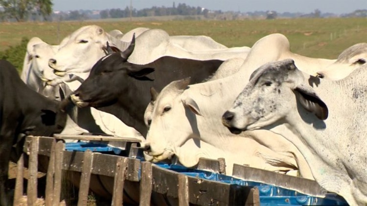 COTAÇÃO: Arroba do boi gordo à vista tem preço médio de R$177,06 em RO