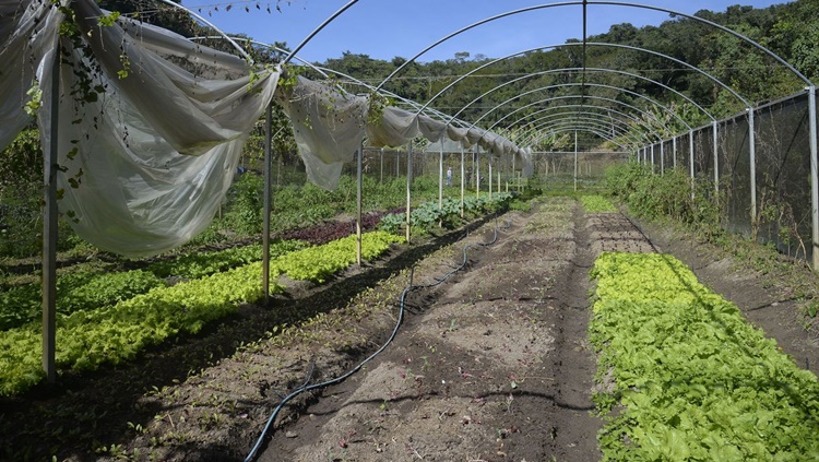 PRODUTIVIDADE: Instrução normativa prevê boas práticas para produção de folhosas