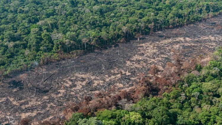 TERRAS NA AMAZÔNIA: Instituto elabora estudo que culpa Estados pela não regularização 