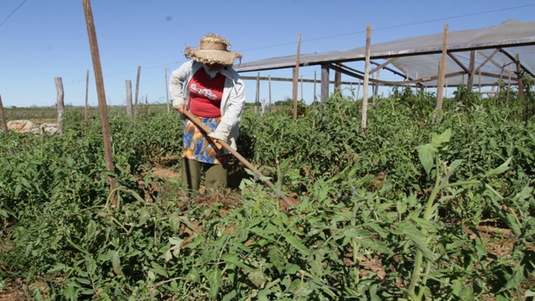 GERAÇÃO DE RENDA: Emater/RO apoia projeto de valorização do trabalho da mulher no campo