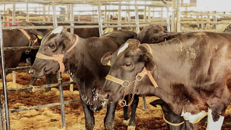 LIVRE DE AFTOSA: Idaron firma termo de cooperação técnica para estimular notificação de doenças ao veterinário