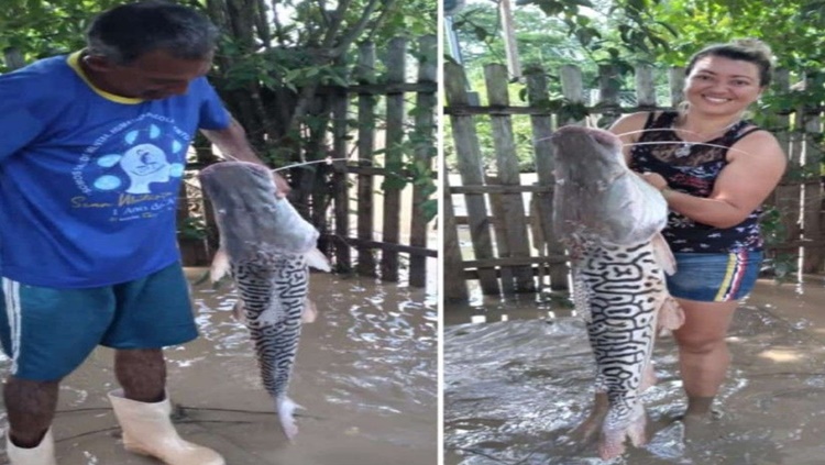 CAPARARI: Mulher acha peixe de 12 quilos e 1,10 metro no quintal de casa 