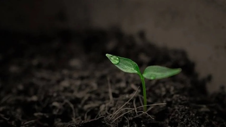 MEDIDAS: Planilha facilita cálculos nos processos de compostagem