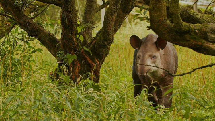 AMEAÇADA DE EXTINÇÃO: Filhotes gêmeos de anta são descobertos pela primeira vez na natureza